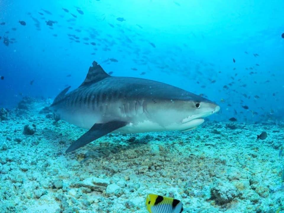 Endhaa, Divers Home Fuvahmulah エクステリア 写真